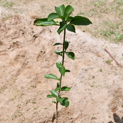 [OAB-BA planta baobá em homenagem a Esperança Garcia no Clube dos Advogados ]